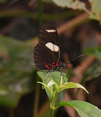 Heliconius sara sara