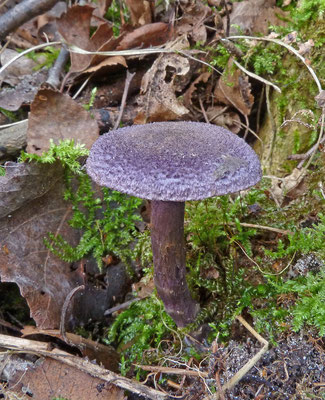 Cortinarius violaceus - Violette gordijnzwam