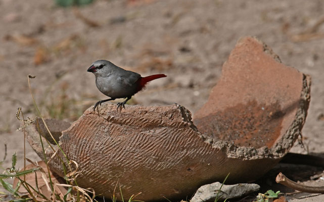 Estrilda caerulescens - Lavender Waxbill