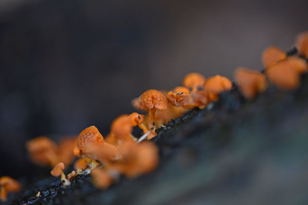 Favolaschia calocera - Oranjeporiemycena