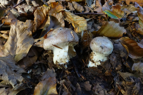 Violetbruine gordijnzwam
