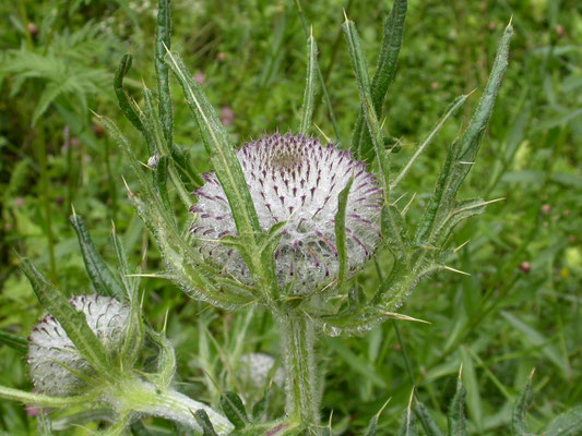 Cirsium eriophorum - Wollige distel