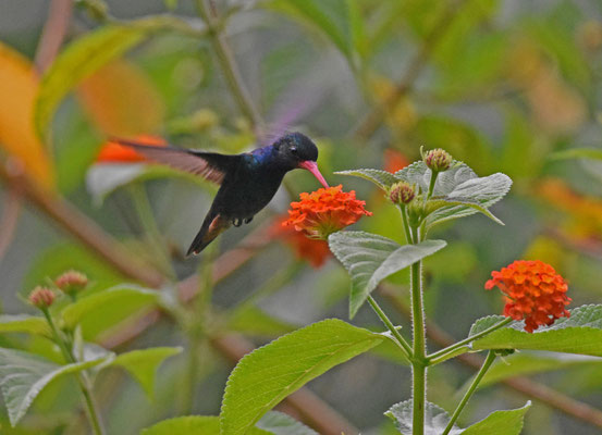 Rufous-throated Sapphire