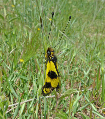 Libelloides macaronius