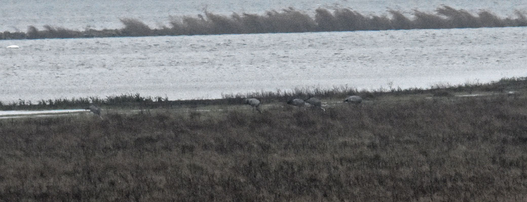 Kraanvogel, rondje Delta