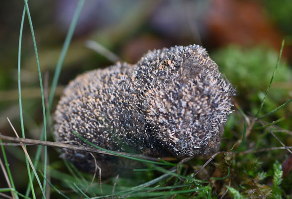 Stilbella fimetaria - Roze Mestknopsteeltje