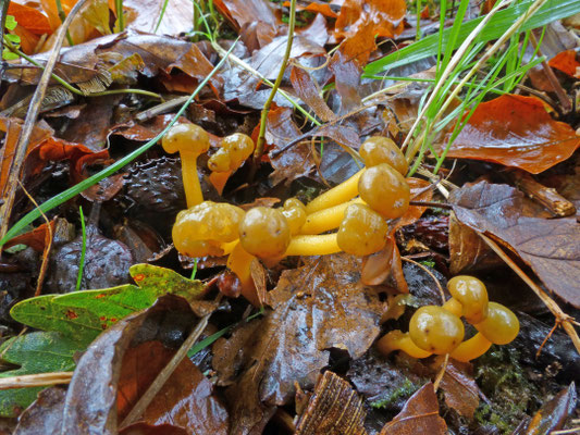 Leotia lubrica - Groene glibberzwam