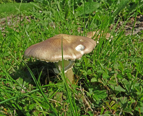 Stropharia rugosoannulata - Blauwplaatstropharia