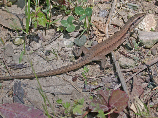 Lacerta laevis laevis