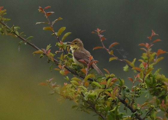 Orpheusspotvogel