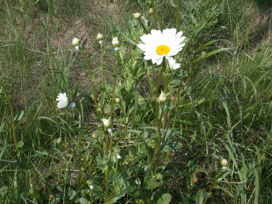 Leucanthemum vulgare - Margriet