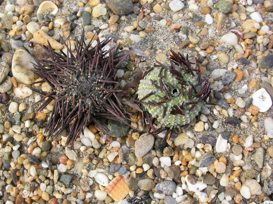Arbacia lixula