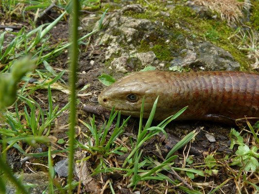 Pseudopus apodus
