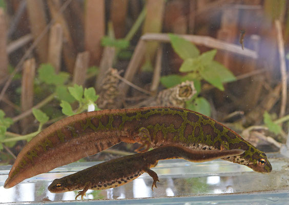 Dwergmarmersalamander vrouw en Iberische watersalamander