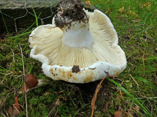 Russula delica - Witte russula