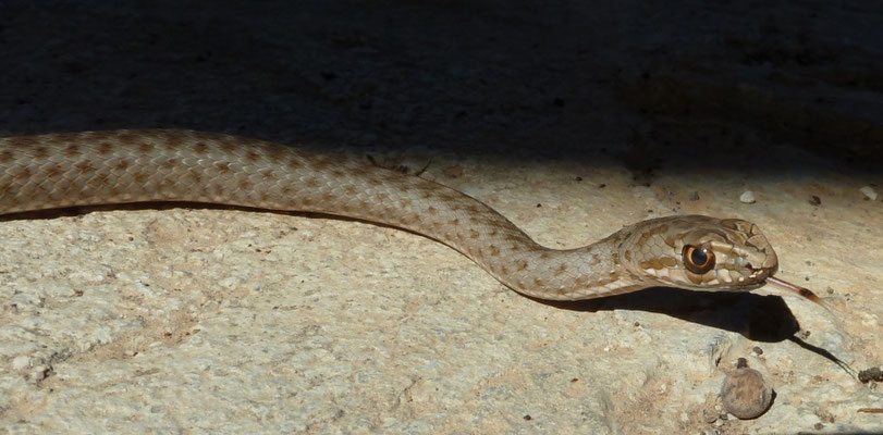 Malpolon insignitus