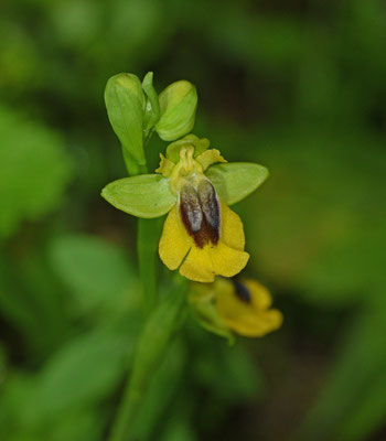 Gele ophrys