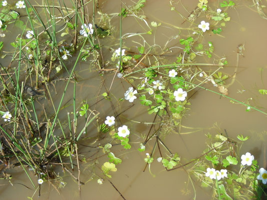 Ranunculus baudotii - Zilte waterranonkel