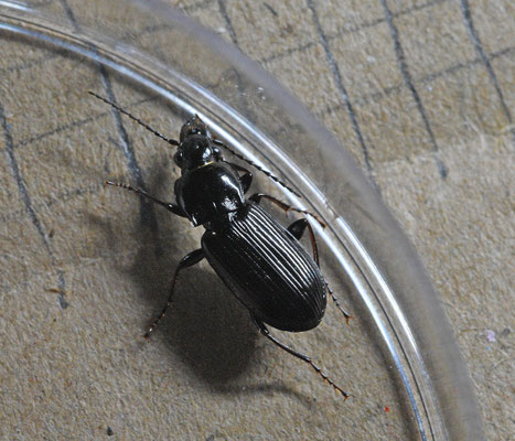 Pterostichus nigrita - Moerasboszwartschild