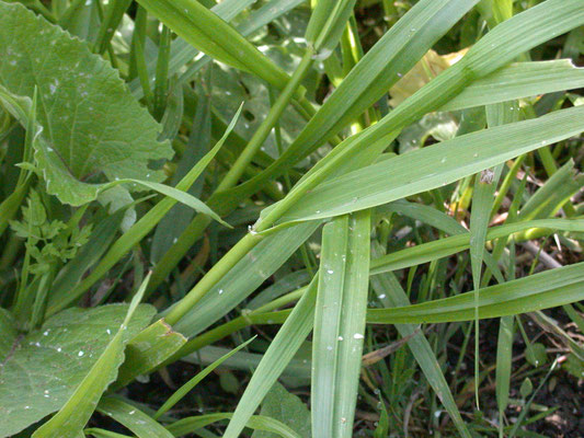 Festuca gigantea - Reuzenzwenkgras