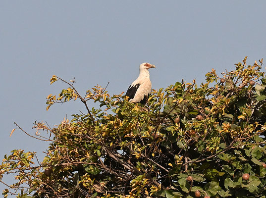 Gypohierax angolensis - Palm-nut Vulture