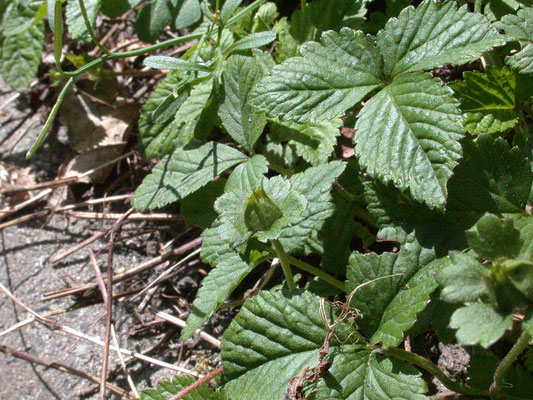 Potentilla indica - Schijnaardbei