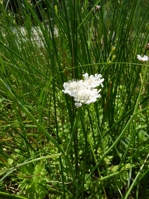 Oenanthe fistulosa - Pijptorkruid