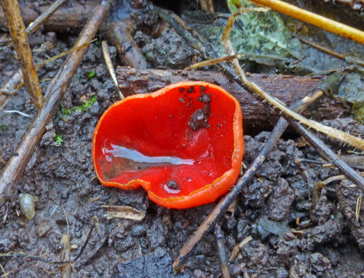 Sarcoscypha coccinea - Rode kelkzwam