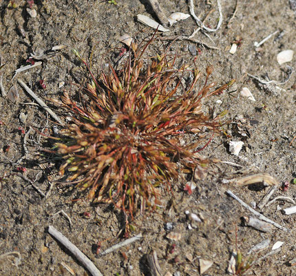 Juncus bufonius + Juncus ambiguus - Greppelrus + Zilte greppelrus