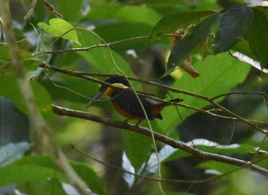 Green-and-rufous Kingfisher