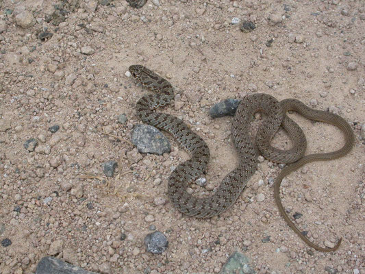Kaspische toornslang (Dolichophis caspius)