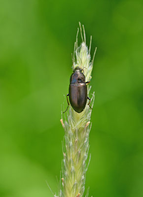 Amara strenua - Polderdrietandglimmer