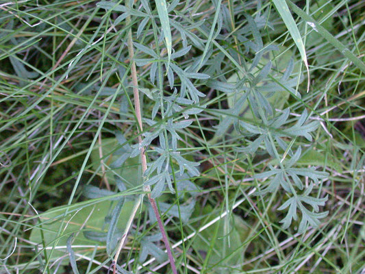 Pimpinella saxifraga - Kleine bevernel