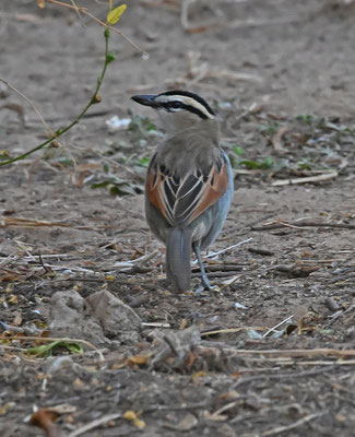 Tchagra senegala - Black-crowned Tchagra