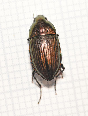 Breedrugglimmer