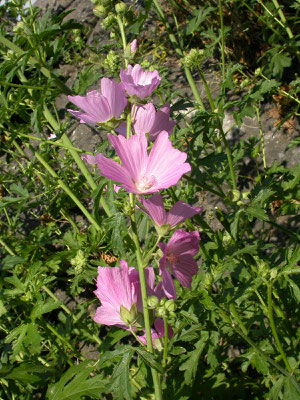 Malva alcea - Vijfdelig kaasjeskruid