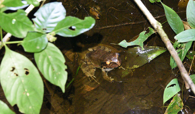 Leptodactylus pentodactylus
