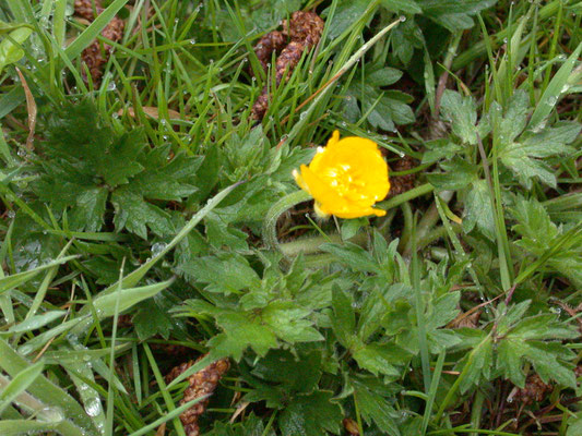 Ranunculus repens - Kruipende boterbloem