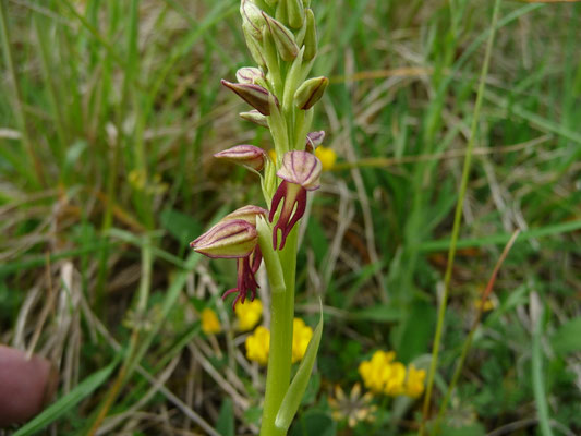 Orchis anthropophora - Poppenorchis