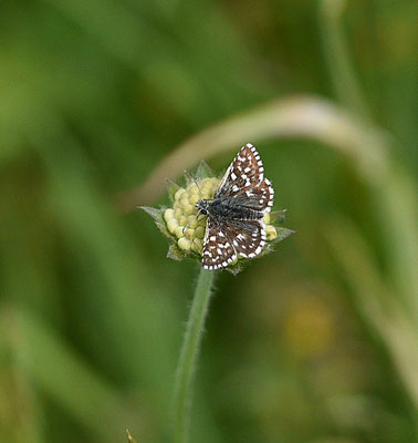 Aardbeivlinder