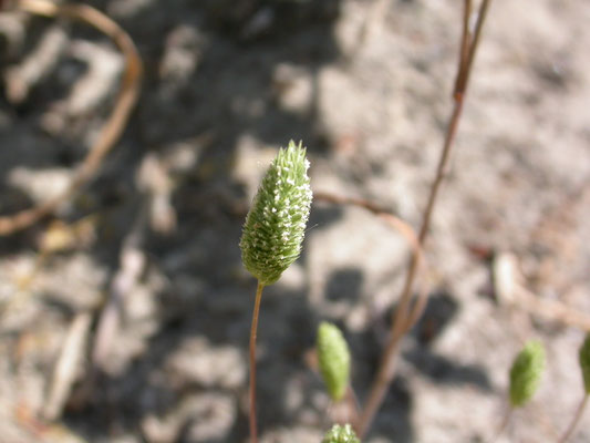 Phleum arenarium - Zanddoddegras