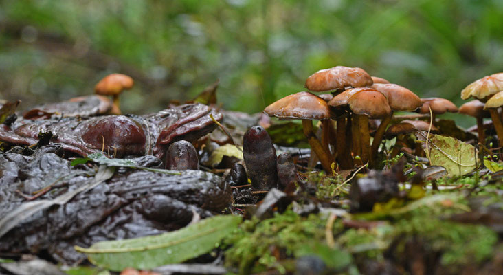 Ganoderma lucidum - Gesteelde lakzwam