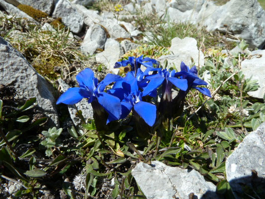 Gentiana verna - Voorjaarsgentiaan