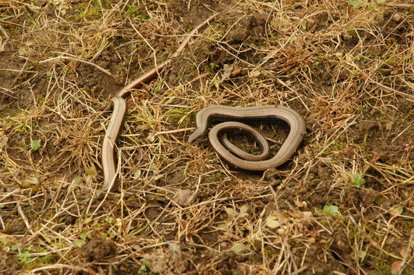 Hazelworm