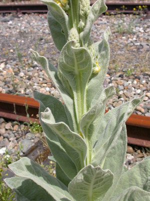 Verbascum thapsus - Koningskaars