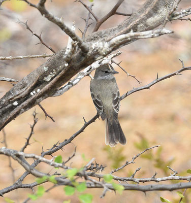 Caribbean Elaenia