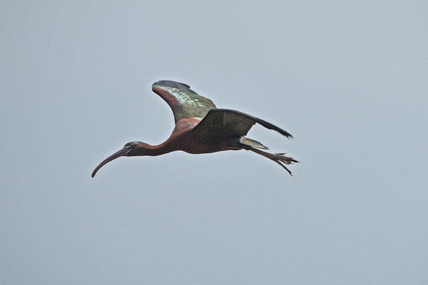 Zwarte ibis