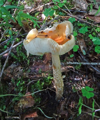 Amanita crocea - Saffraanamaniet; Tirol Oostenrijk