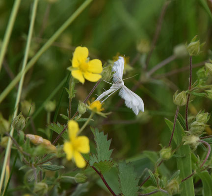 witte pluimvlinder