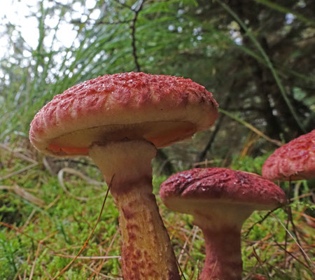Suillus pictus - Roodschubbige ringboleet